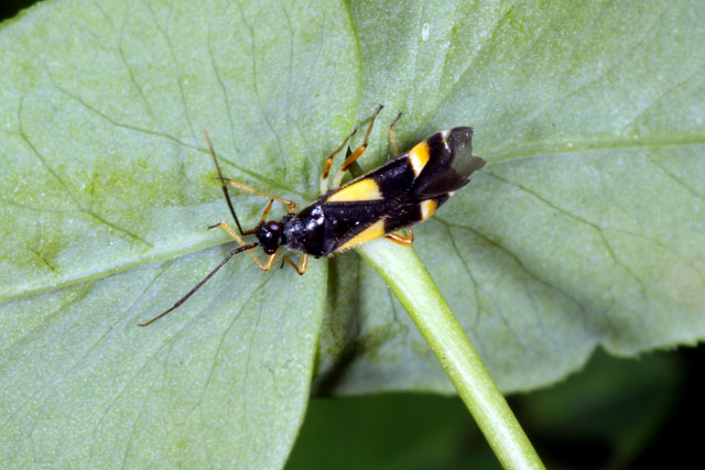 Dryophilocoris flavoquadrimaculatus - Copyright Denis Bourgeois